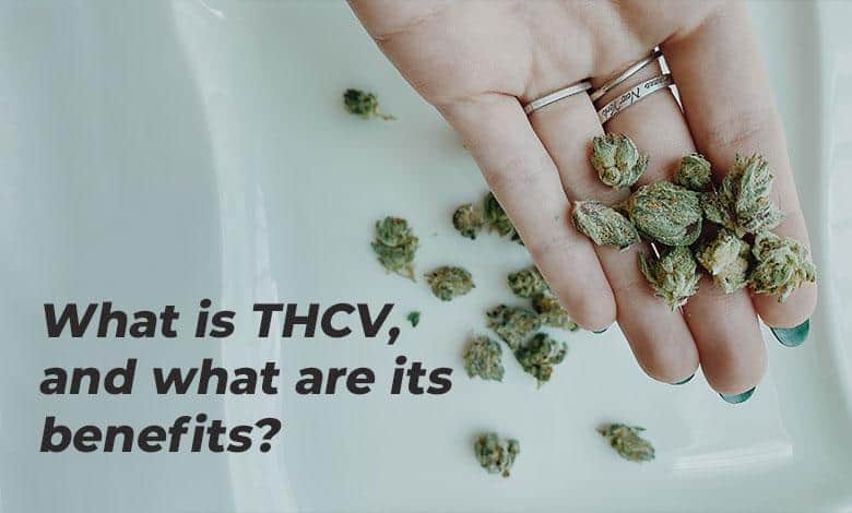 What Is THCV, And What Are Its Benefits? » NetworkUstad