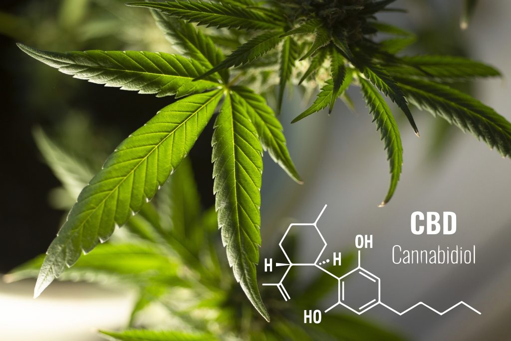 What makes CBDA better than the well-known CBD? What makes CBDA better than the well-known CBD?