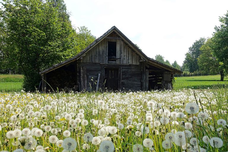 5 amazing uses of a farm shed you can actually take advantage of.