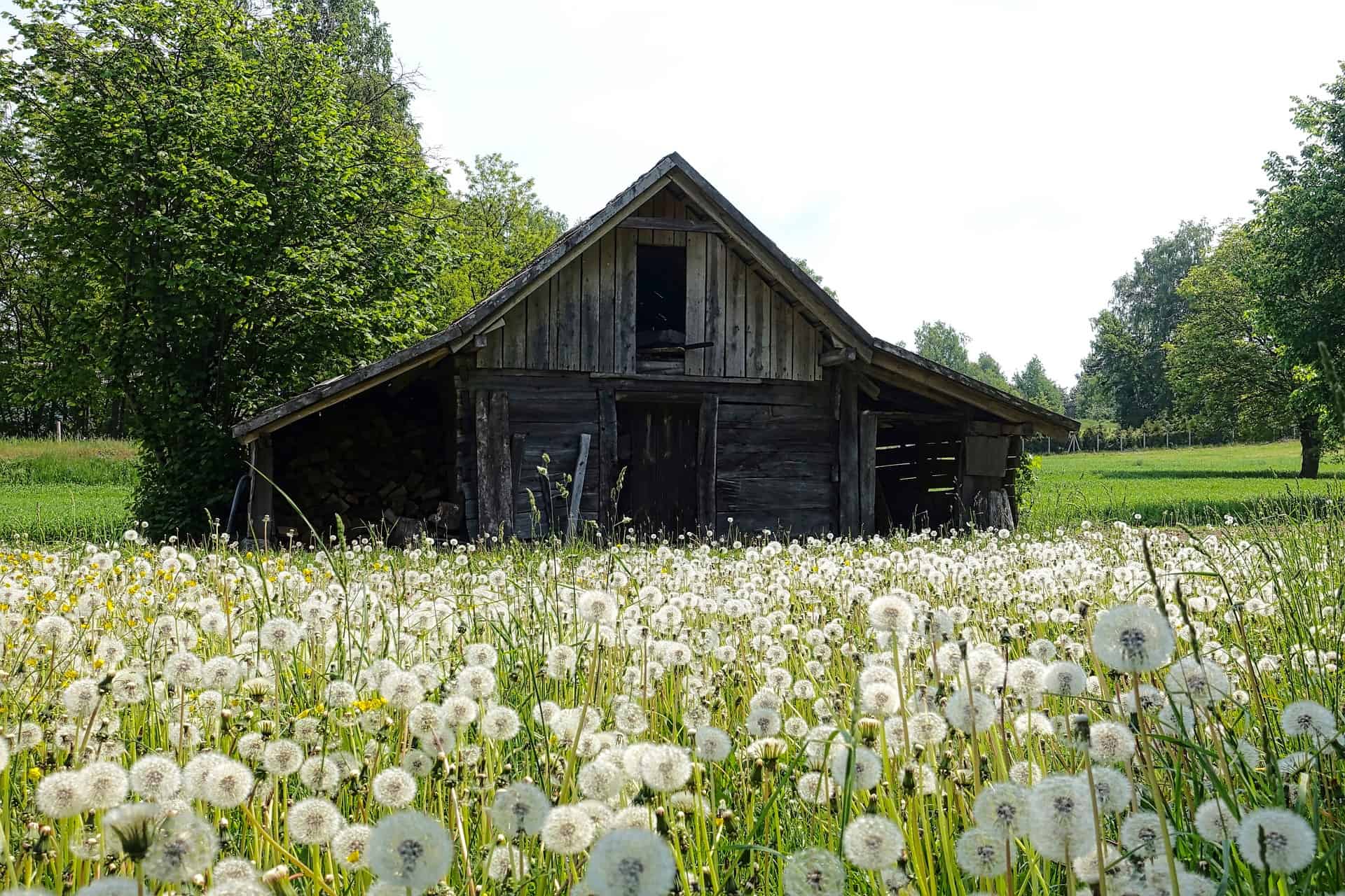 shed