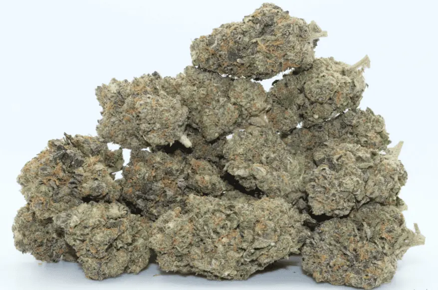 What Is White Truffle Hybrid Strain