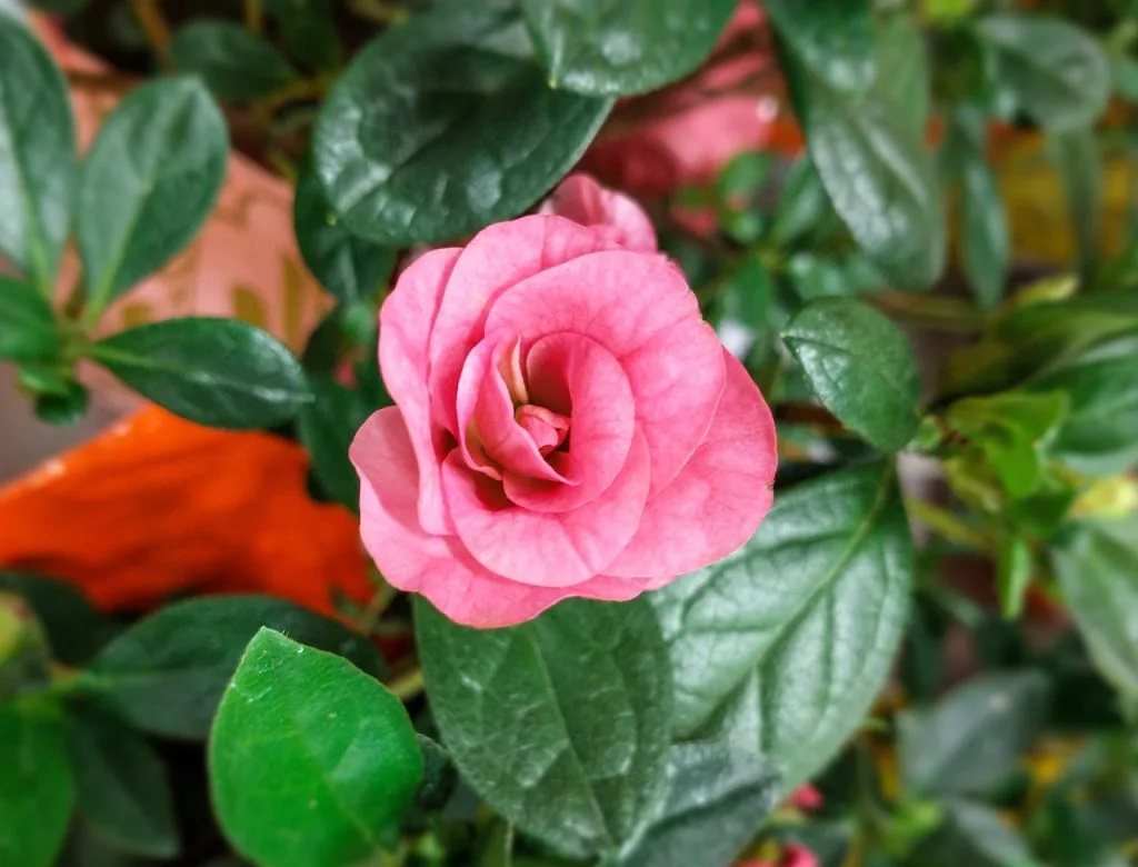Indoor Gardening: The Ultimate Handbook