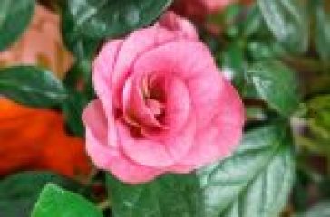 Indoor Garden