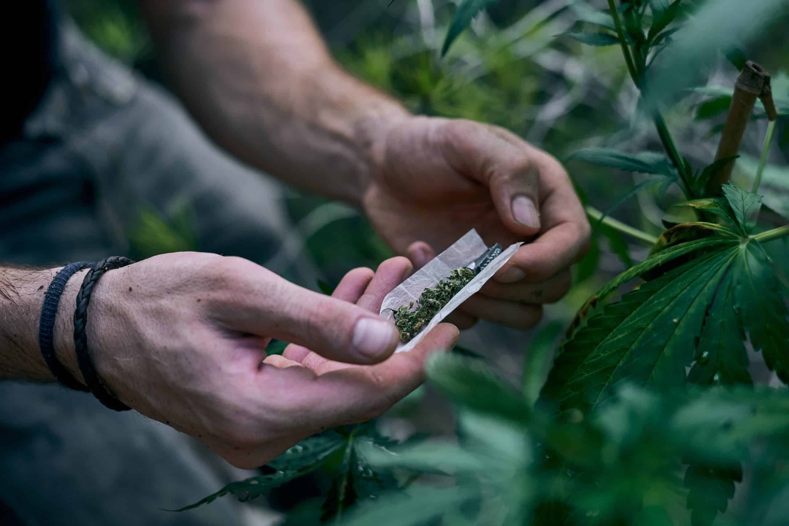 Medical Marijuana In Texas