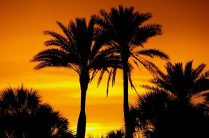 Silhouette of palm trees against a vivid sunset in Sarasota, Florida. #Sarasota