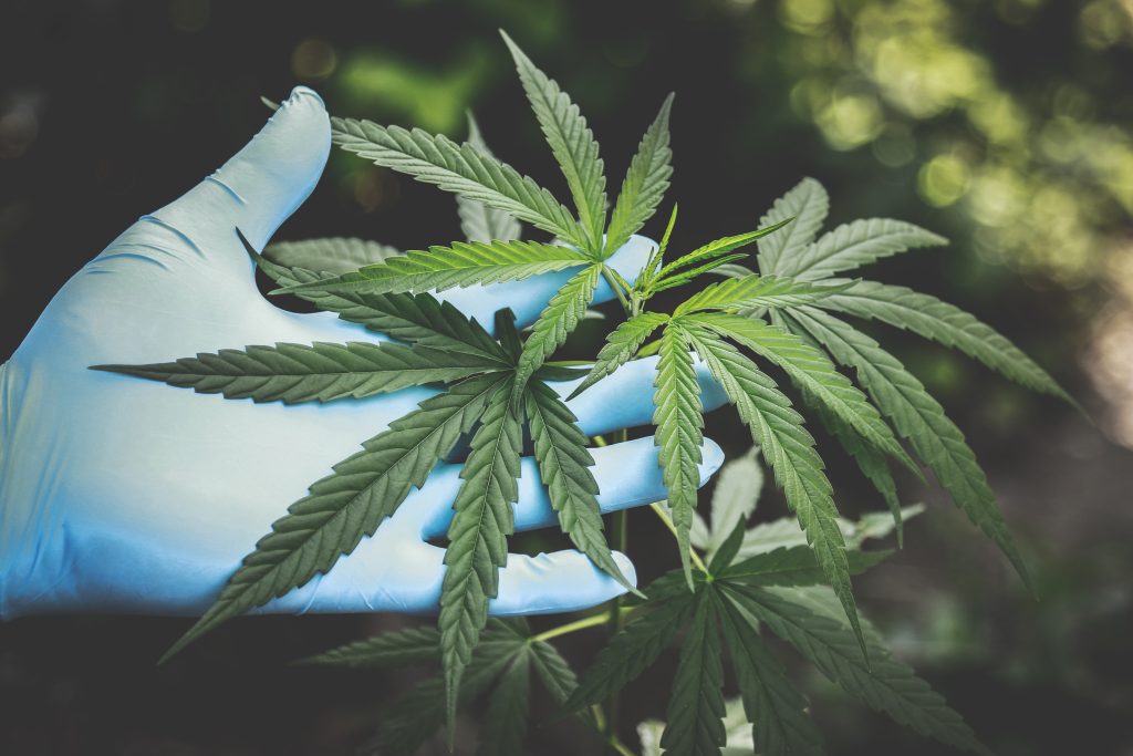 Why CBD Topicals and Rubs Are Becoming So Popular Why CBD Topicals and Rubs Are Becoming So Popular