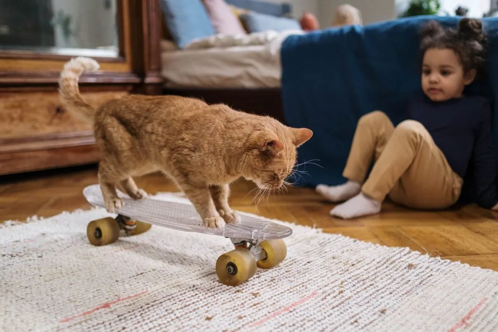 HOW CAN YOU CHOOSE A RUG FOR A  HOME WITH PETS
