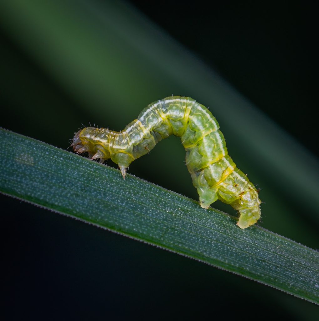 Let the Experts Take Care of Your Pest Problem Let the Experts Take Care of Your Pest Problem