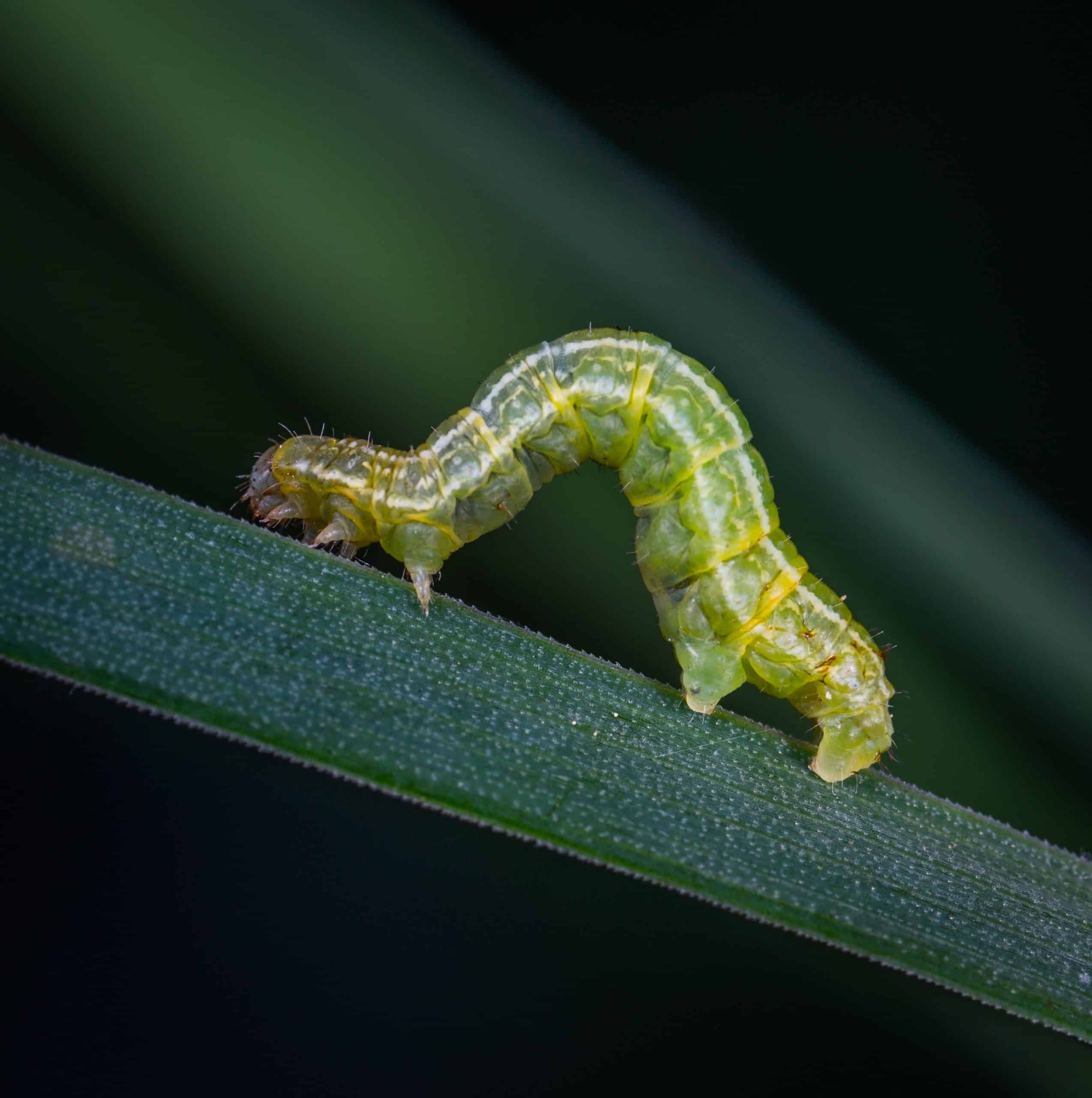 pexels egor kamelev 1119582 scaled