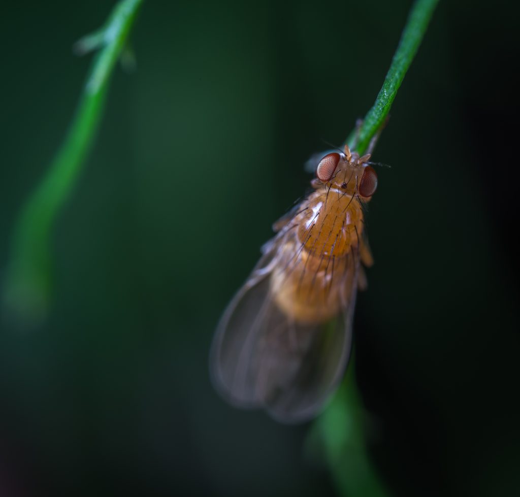 Keep Your Home Pest-Free with Professional Pest Control in Sydney!