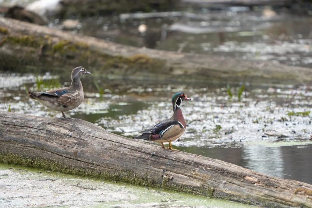 5 Common Types Of Birds