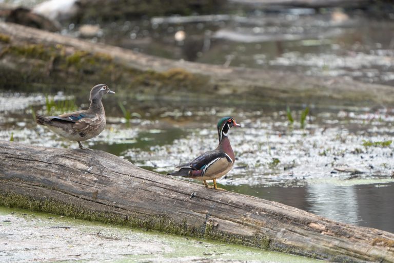 5 Common Types Of Birds