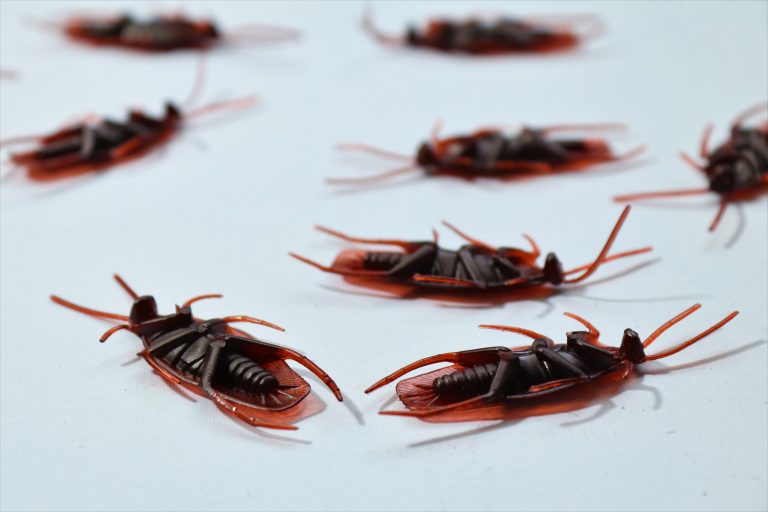 Effective Pest Control Solutions for a Pest-Free Home in Brisbane