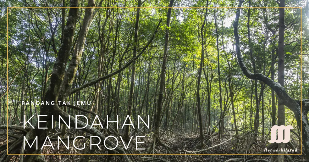 A dense mangrove forest with tall trees and lush greenery. The sunlight filters through the canopy, highlighting the intricate root systems and the forest floor. Text overlay in the center reads “KEINDAHAN MANGROVE” with a logo at the bottom right corner that includes hands cradling a plant, symbolizing care for nature.