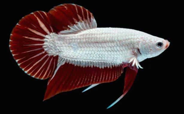 Which Fish Should You Keep With Your Giant Betta Fish?