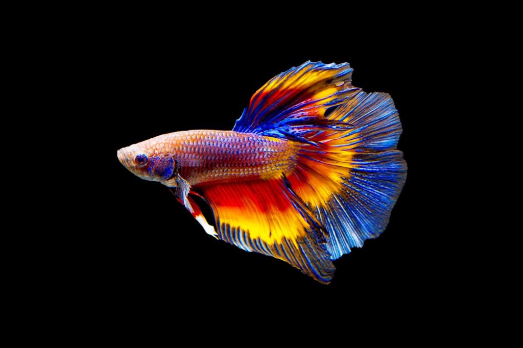 A Detailed Guide For Beginners About Red Betta Fish