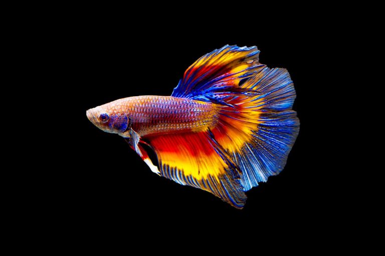 A Detailed Guide For Beginners About Red Betta Fish