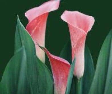 Sympathy Flowers