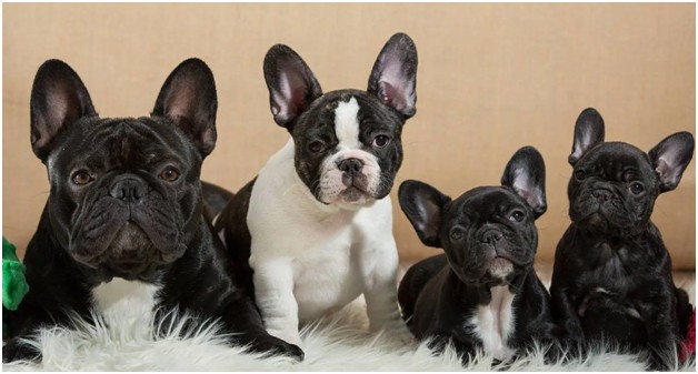 How to Care for Your French Bulldog Puppies When Left Alone in the House?