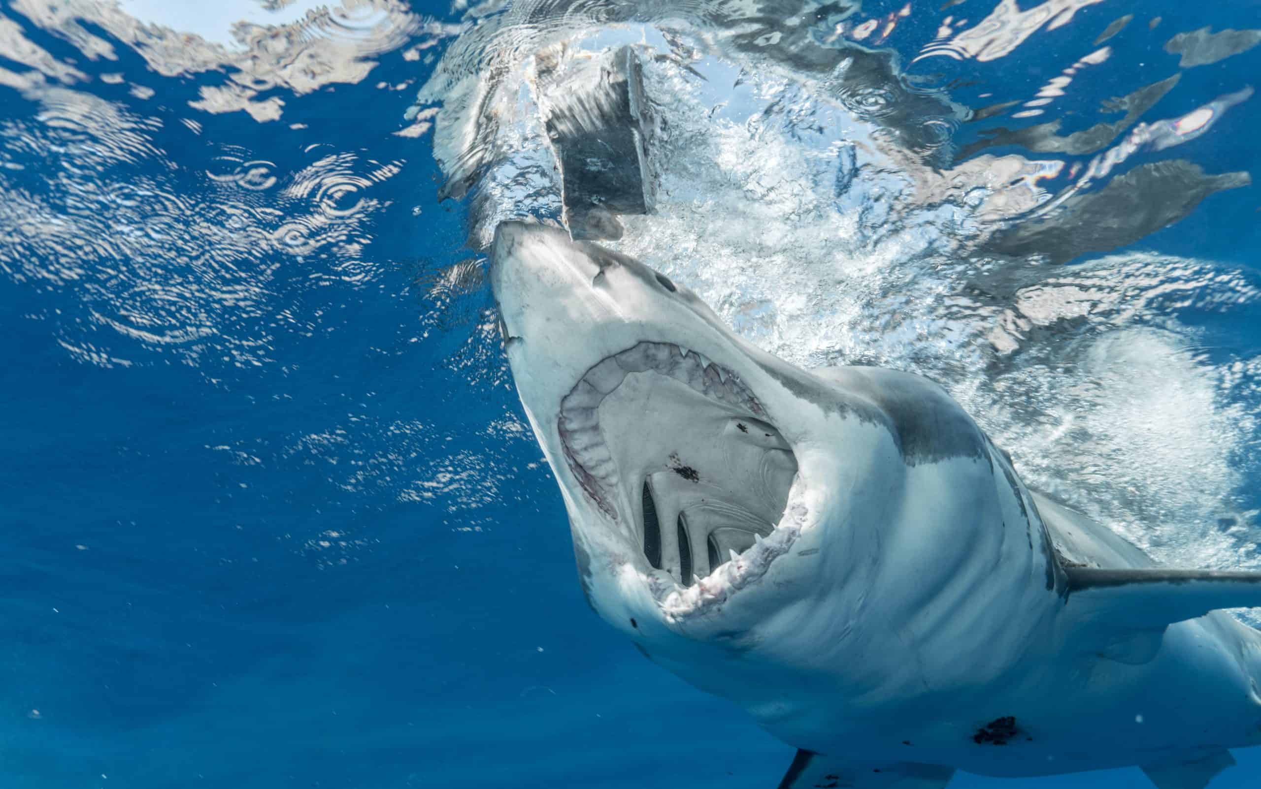 Sharksnado