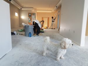 Pet-Friendly Apartments