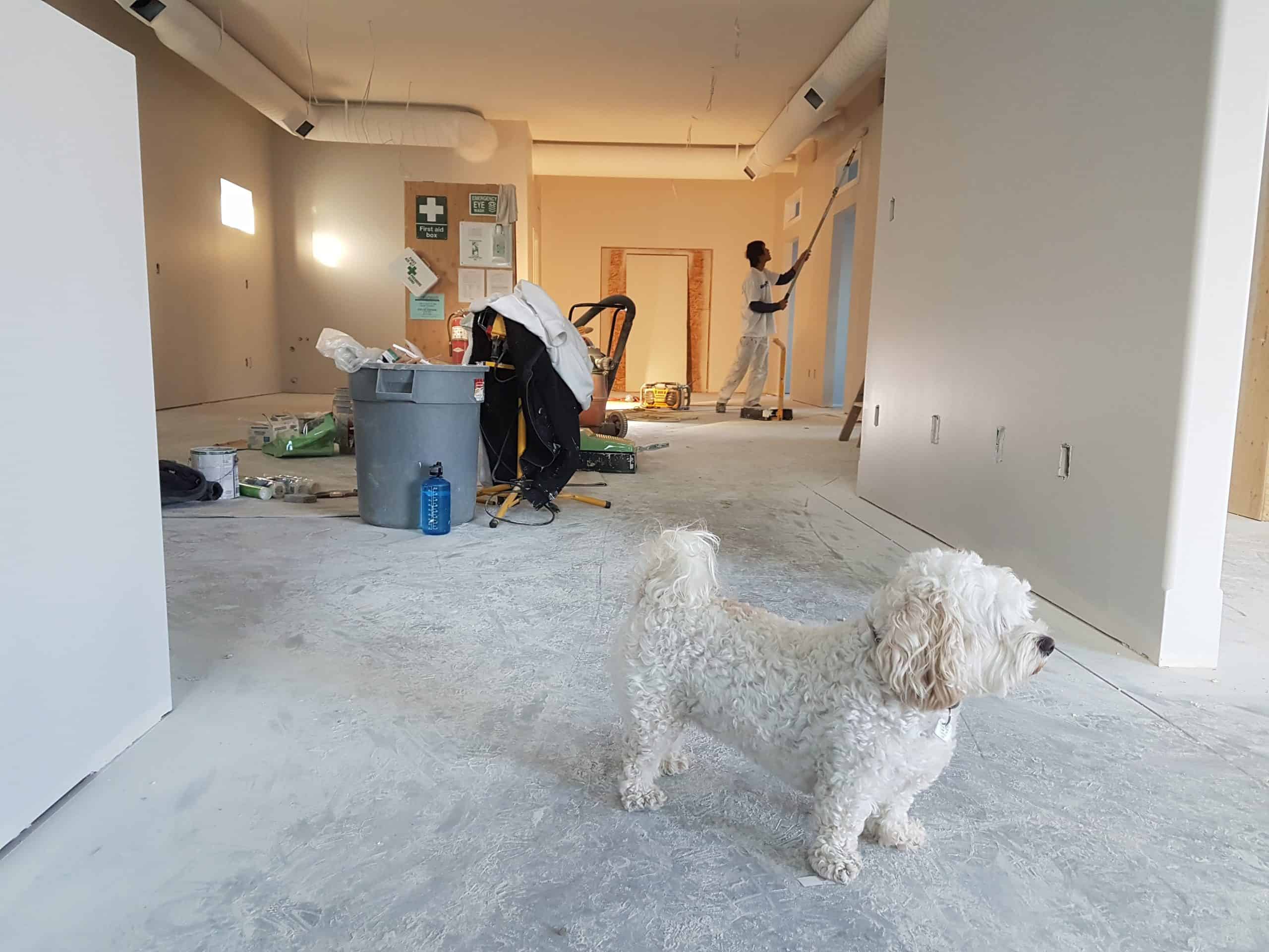 Pet-Friendly Apartments