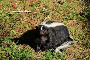 Skunk in Your Backyard