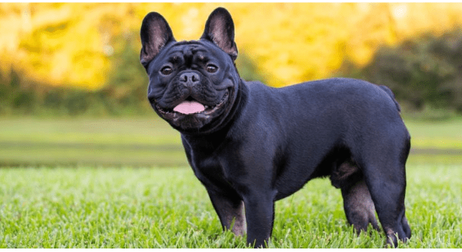 Stunning French Bulldog Stud Available for Breeding