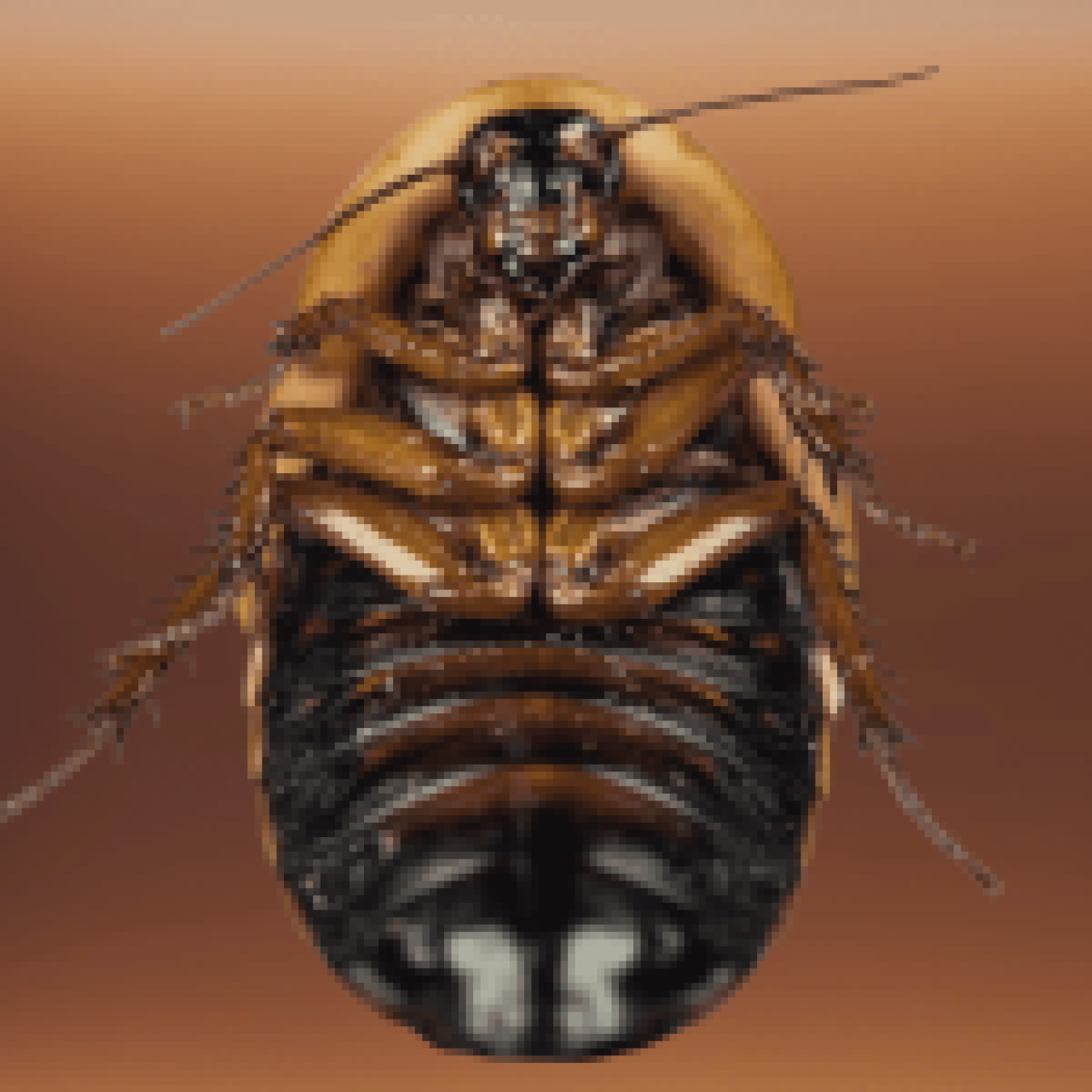 Close-up view of a Dubia roach on a brown background, showcasing its detailed anatomy.