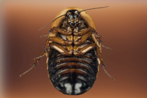 Close-up view of a Dubia roach on a brown background, showcasing its detailed anatomy.