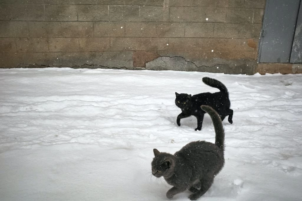 Frosty Feline: The Fascinating World of Snow Cats