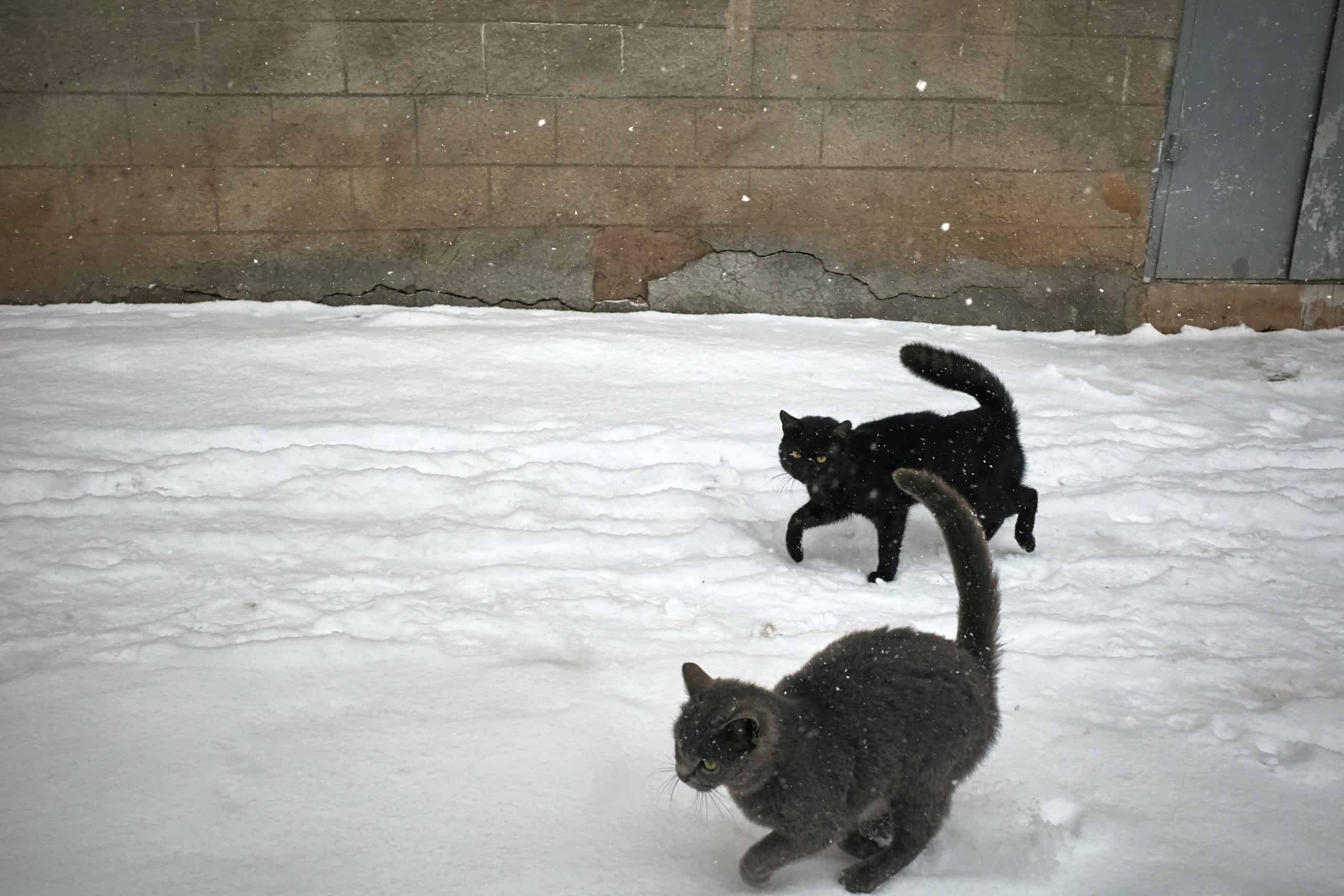 Frosty Feline: The Fascinating World of Snow Cats