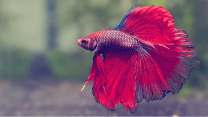 Find Your Perfect Fish With Our Giant Betta for Sale