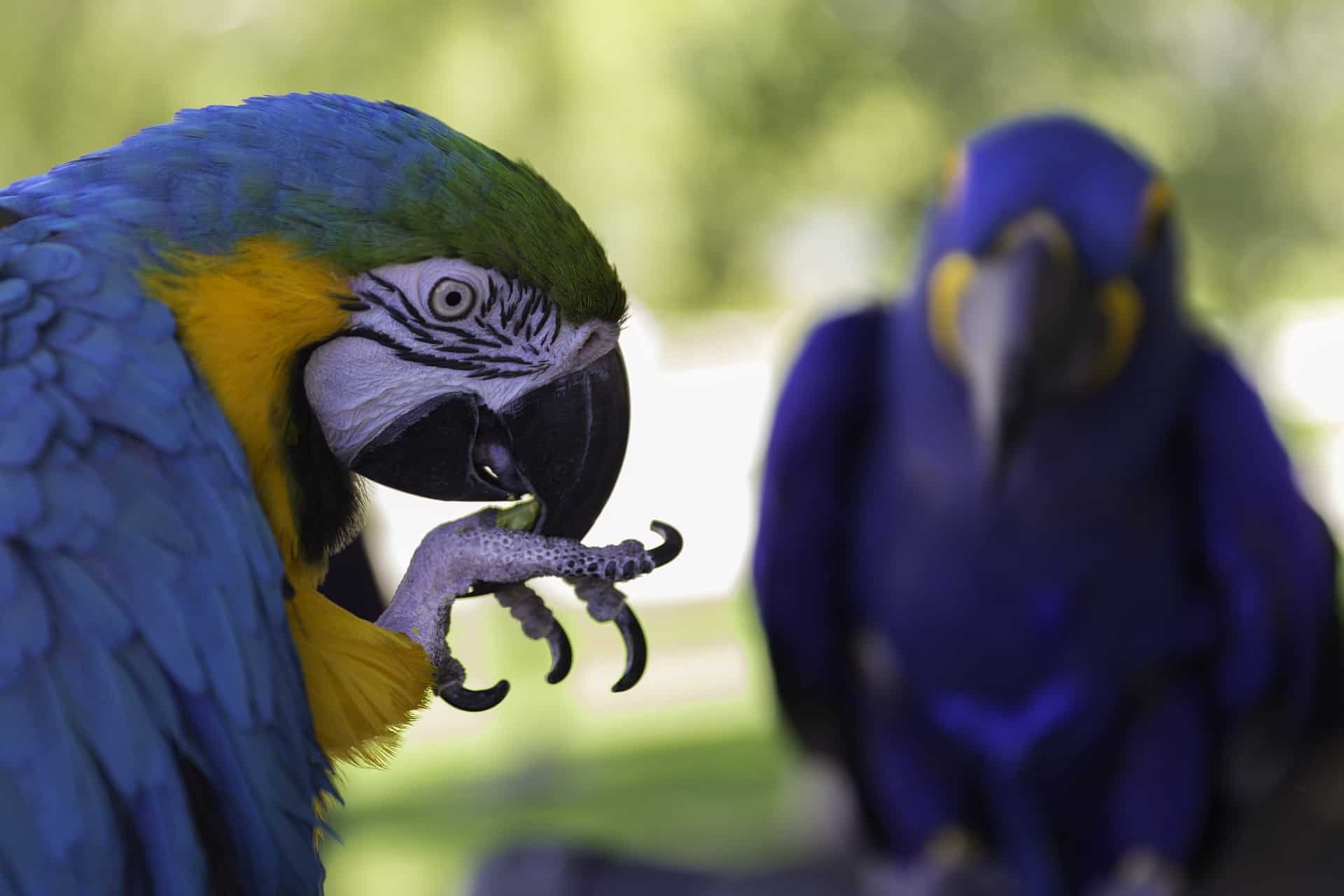 Types of Parrots