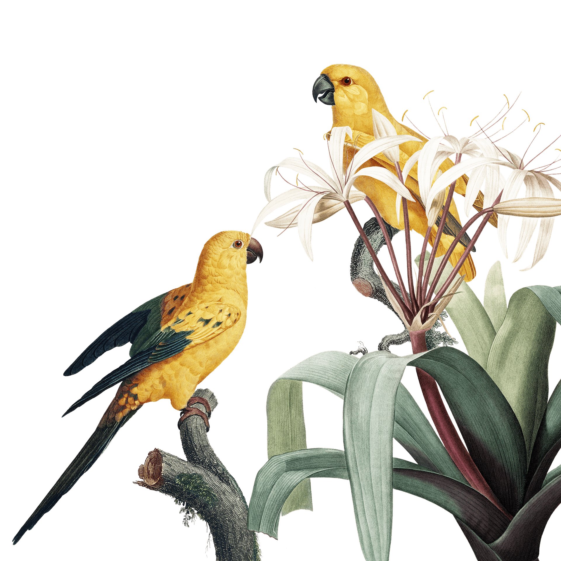 bird 4449891 1920