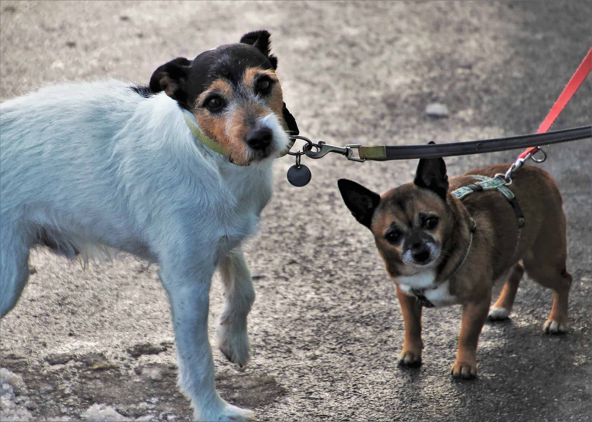 collars and leashes for dogs