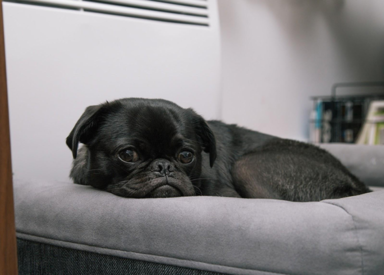 Get Your Nook On: Tips to Create a Cozy Corner For Your Pet