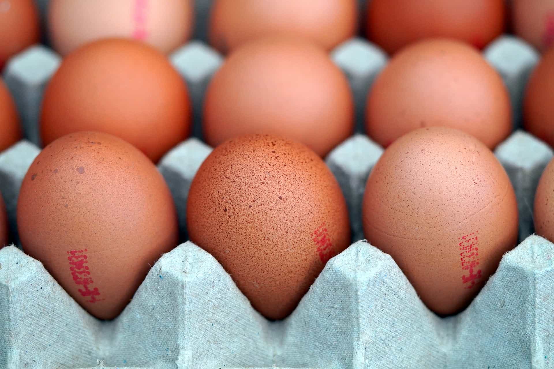 Egg Production