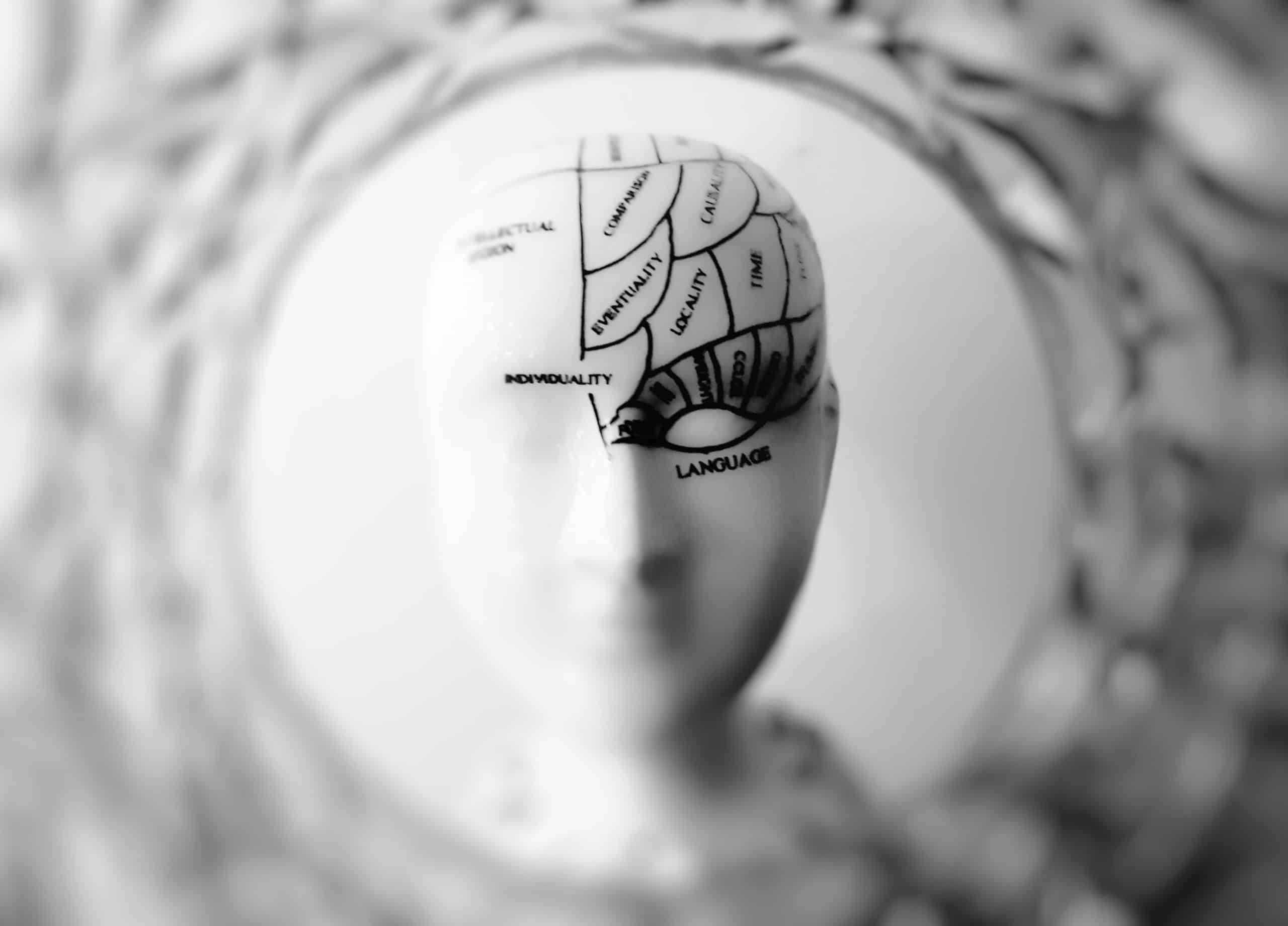 Transparent head sculpture with labeled brain regions indicating various cognitive functions. #Right Brain vs. Left Brain