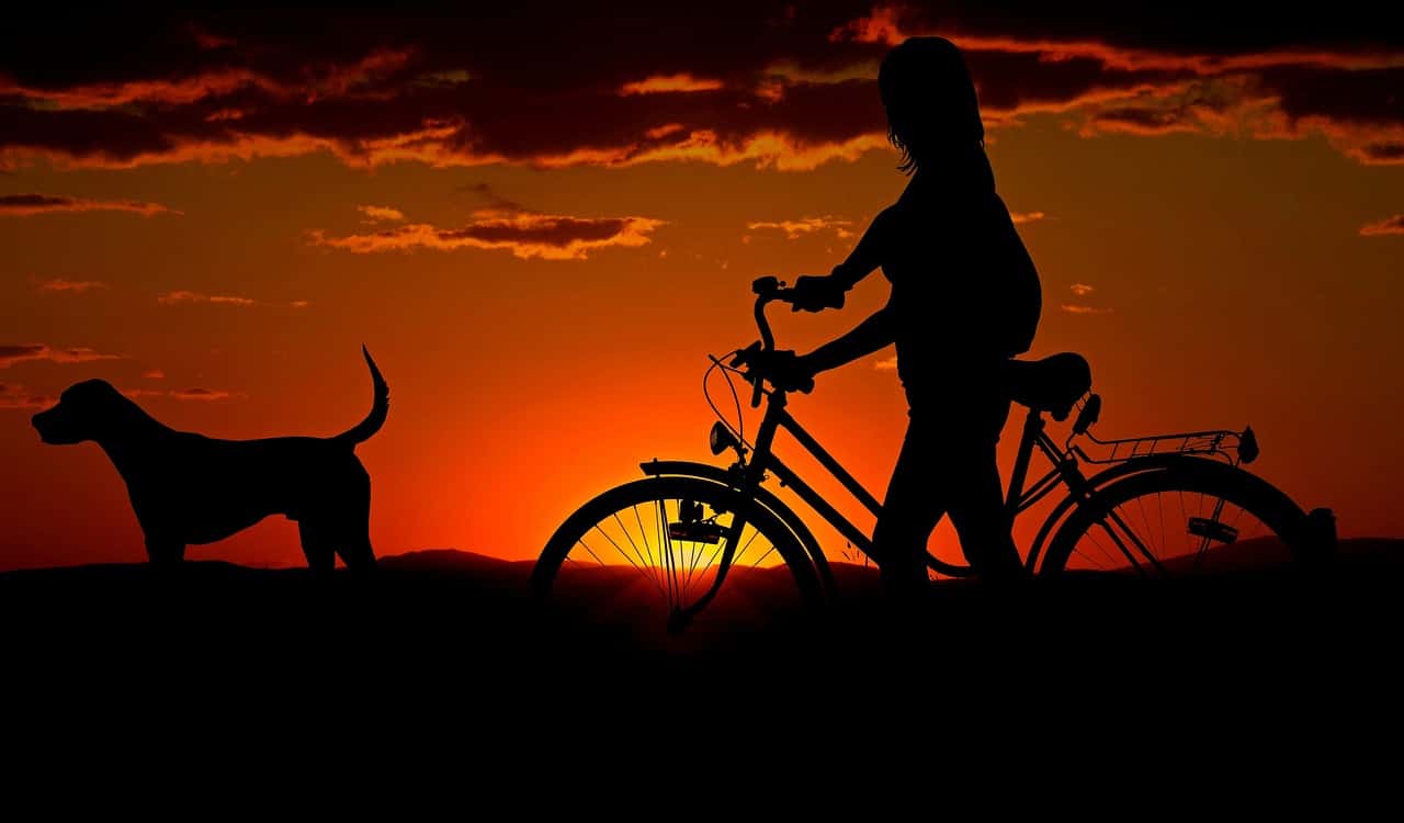 Pet
