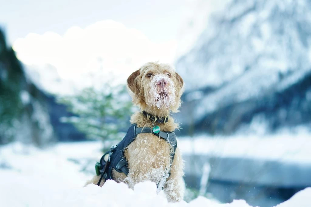 Understanding Your Dog’s Winter Needs: Does My Furry Friend Need a Winter Coat?