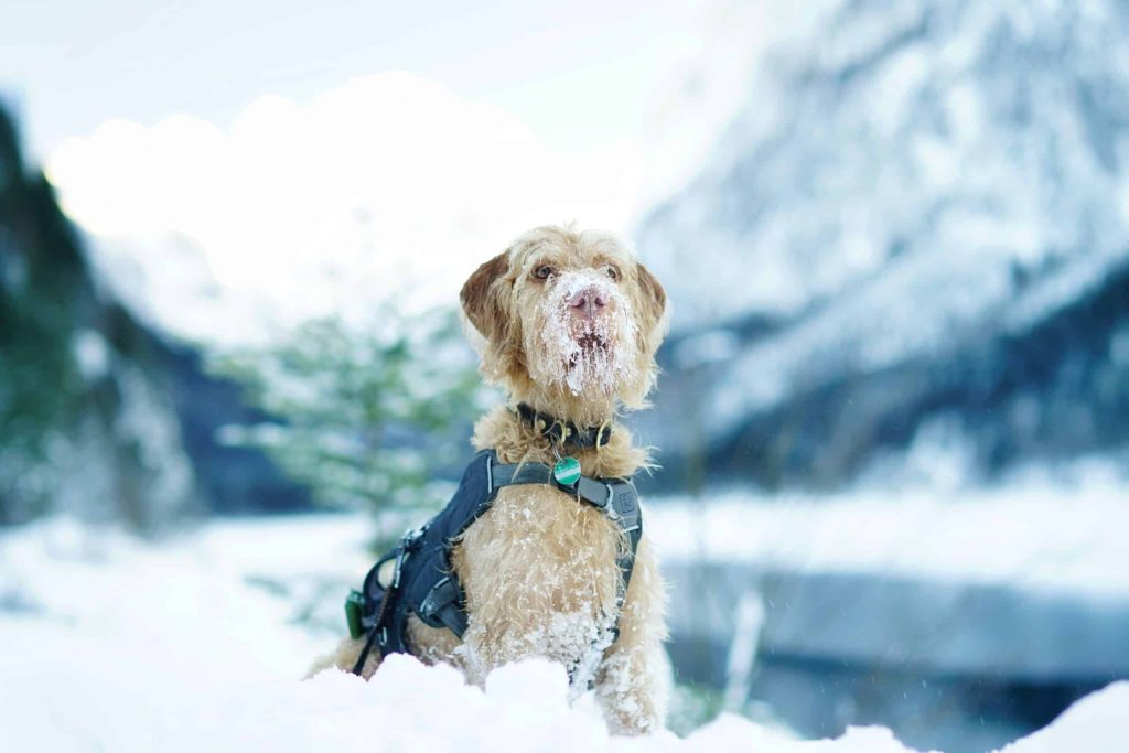 A cozy dog wearing a winter coat while playing in the snow, symbolizing the importance of understanding your dog's winter needs and keeping them warm.