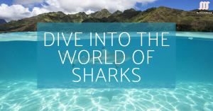 A vibrant image of children playing on colorful shark slides at a water park, with the text "DIVE INTO THE WORLD OF SHARKS" overlaid.