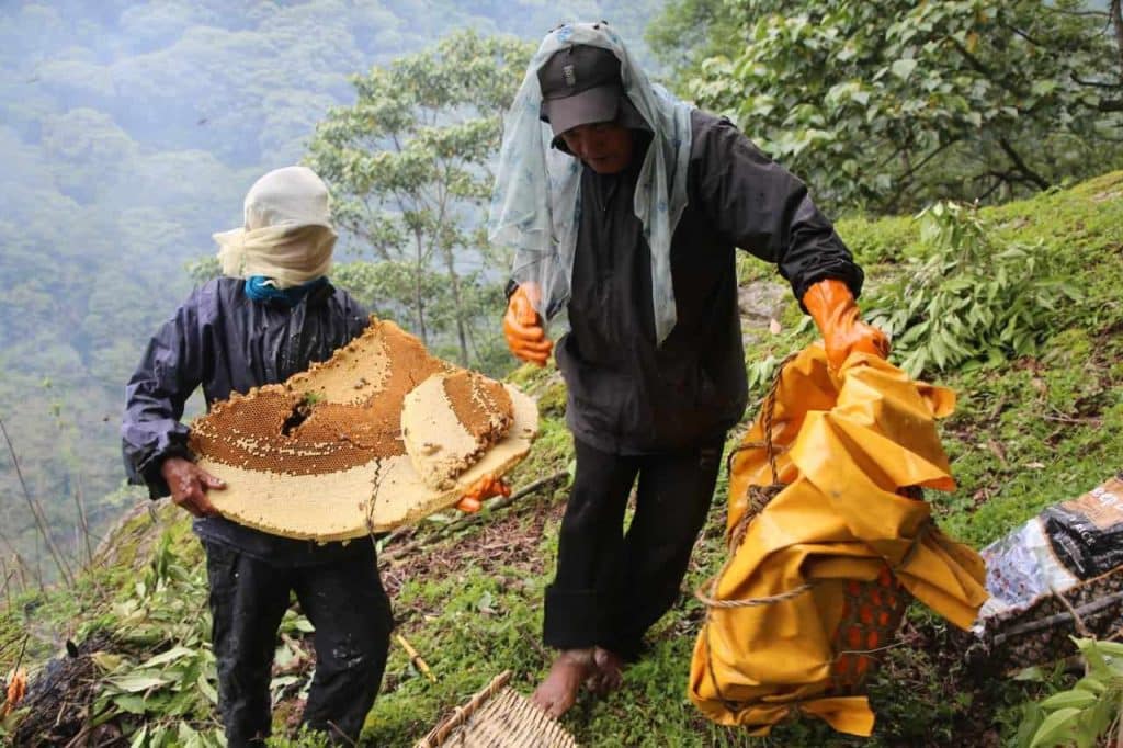 The Science of Mad Honey Unpacking the Chemical Compounds Behind its Effects