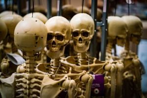 Anatomical skeleton models hanging in storage with two skulls obscured by brown rectangles. #Haunting Adeline