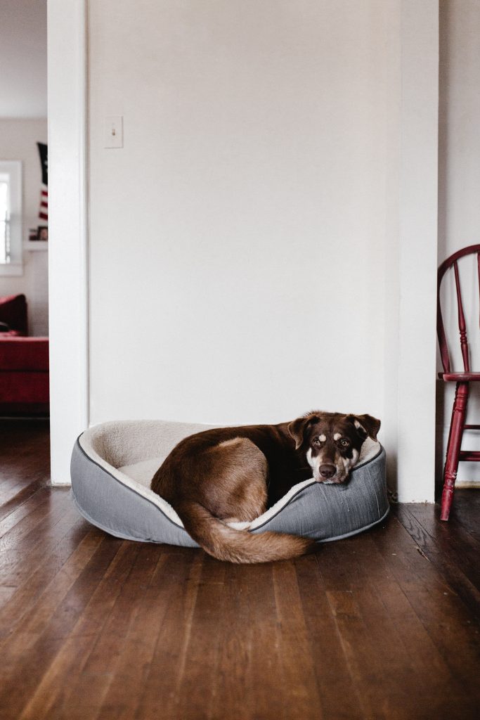 squishmallow pet bed