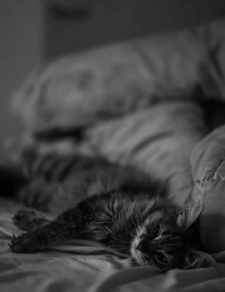 squishmallow pet bed