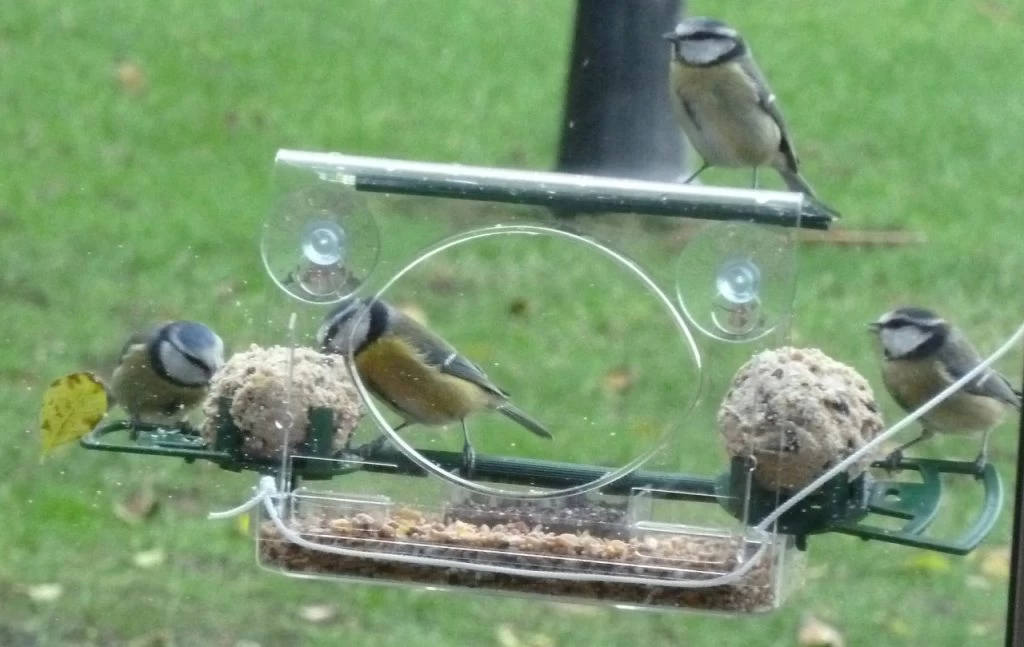 Bringing Nature Closer: The Joy of Bird Feeder Windows 2024