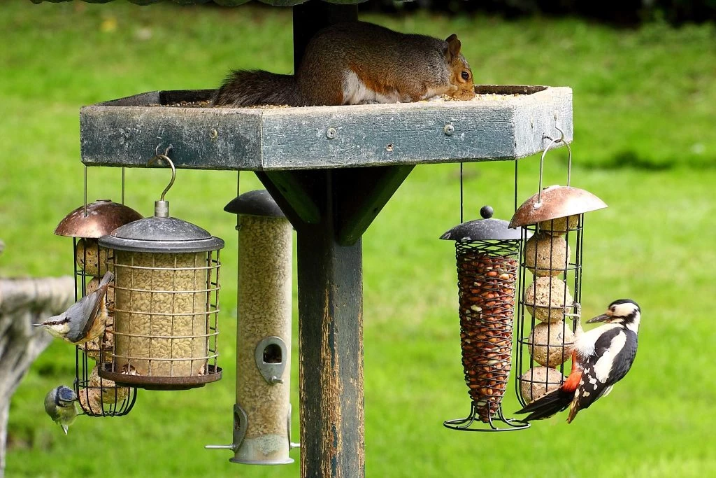 Birds feeding from a window-mounted bird feeder, bringing nature closer to home #bird feeder window