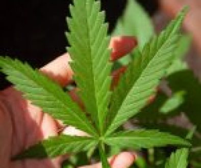 Can CBD Replace Apoquel for Dog Allergies?